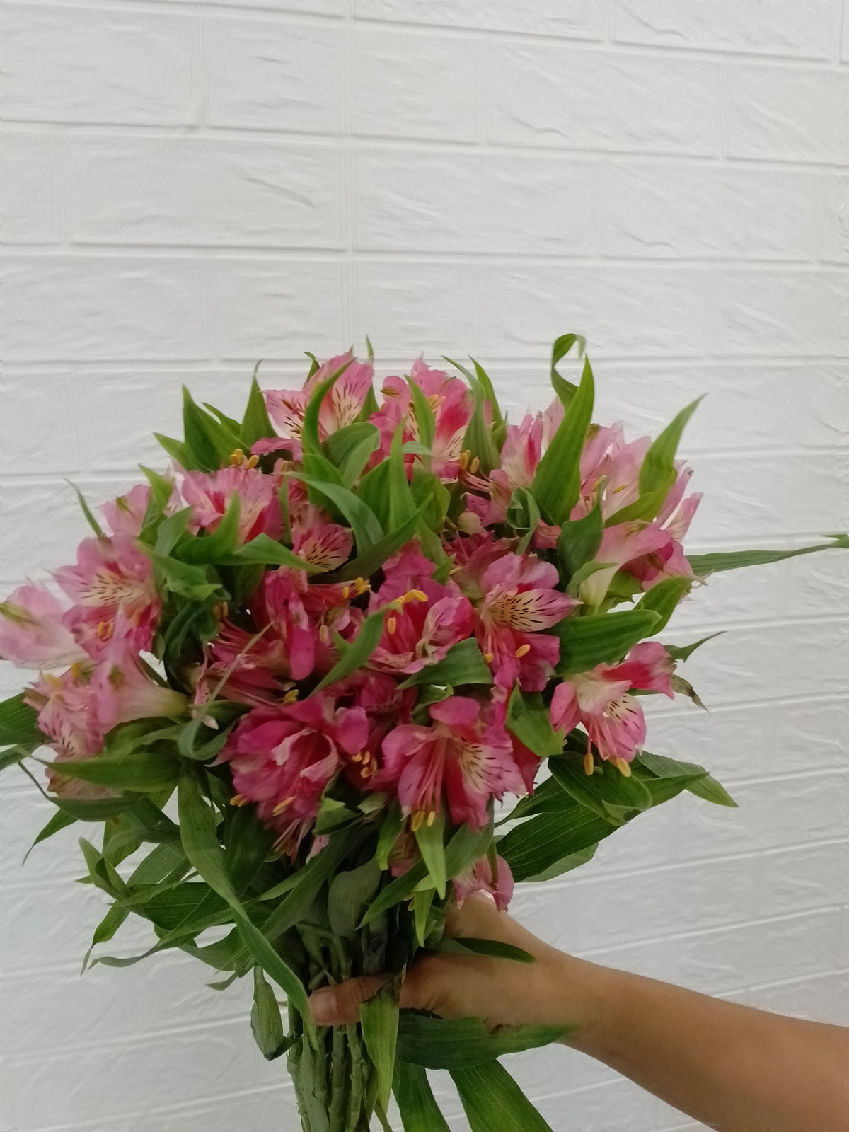 水仙百合（红色） Alstroemeria (Red), flower photo