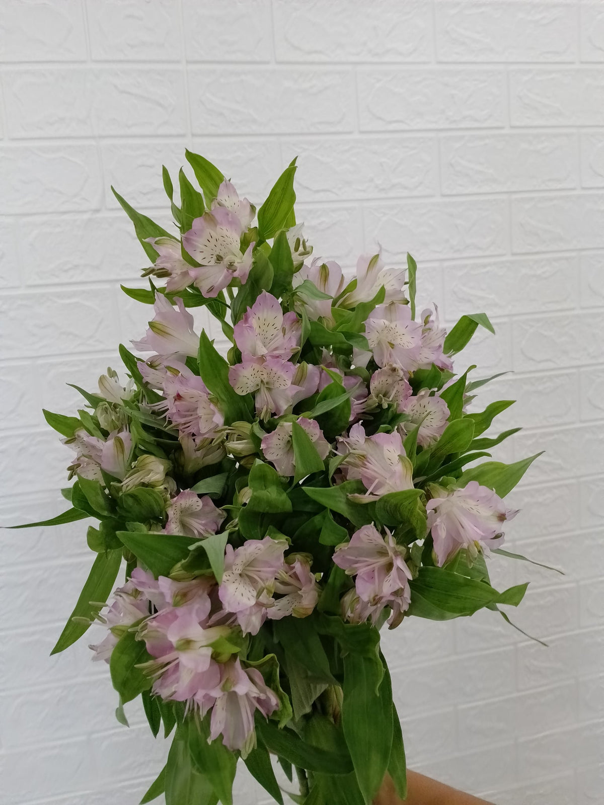 水仙百合（紫色） Alstroemeria (Purple), flower photo