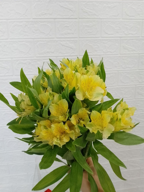 水仙百合（黄色） Alstroemeria (Yellow), flower photo