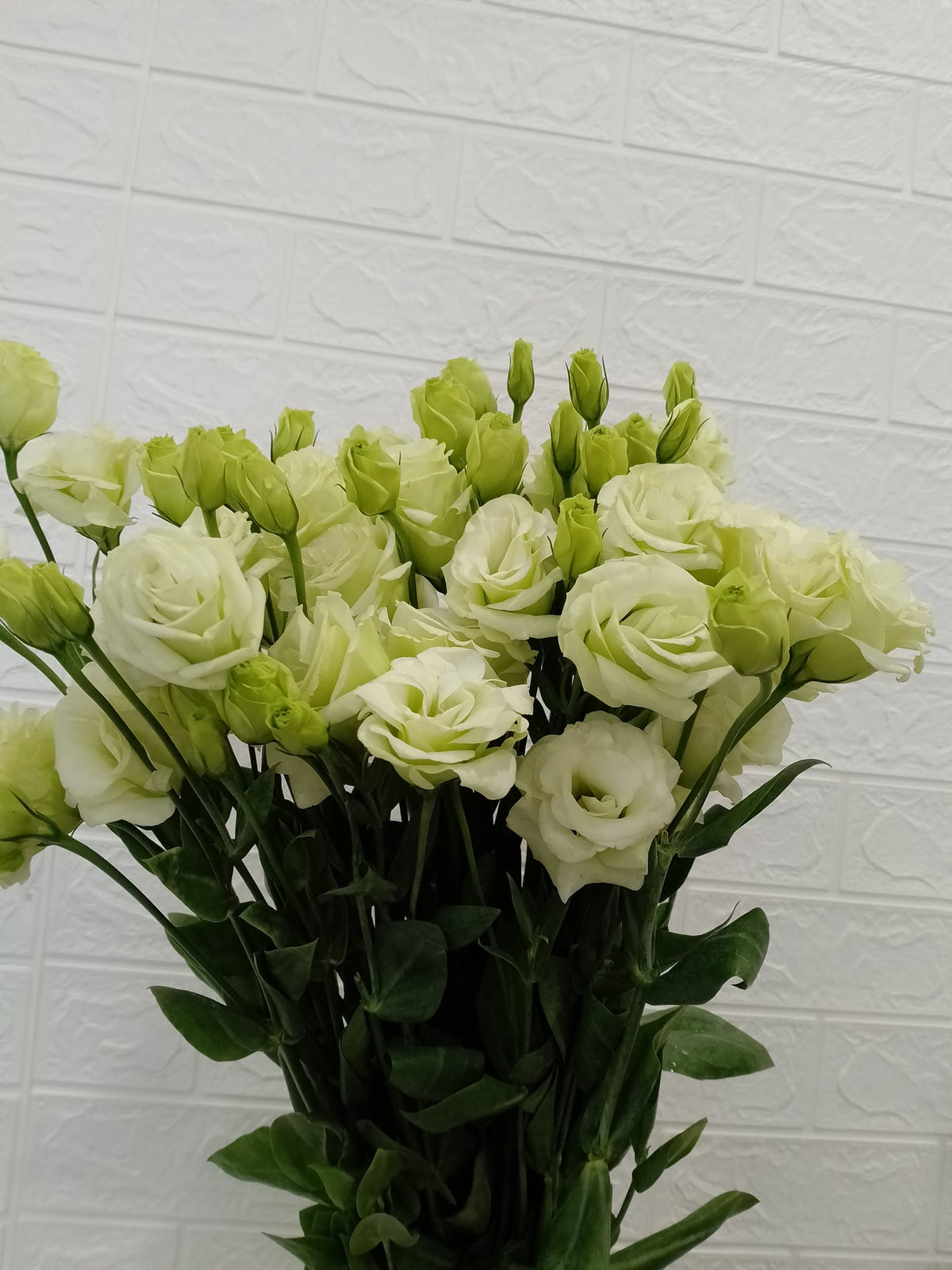 洋桔梗（绿色／翠绿） Eustoma (Green / Jade Green), flower photo