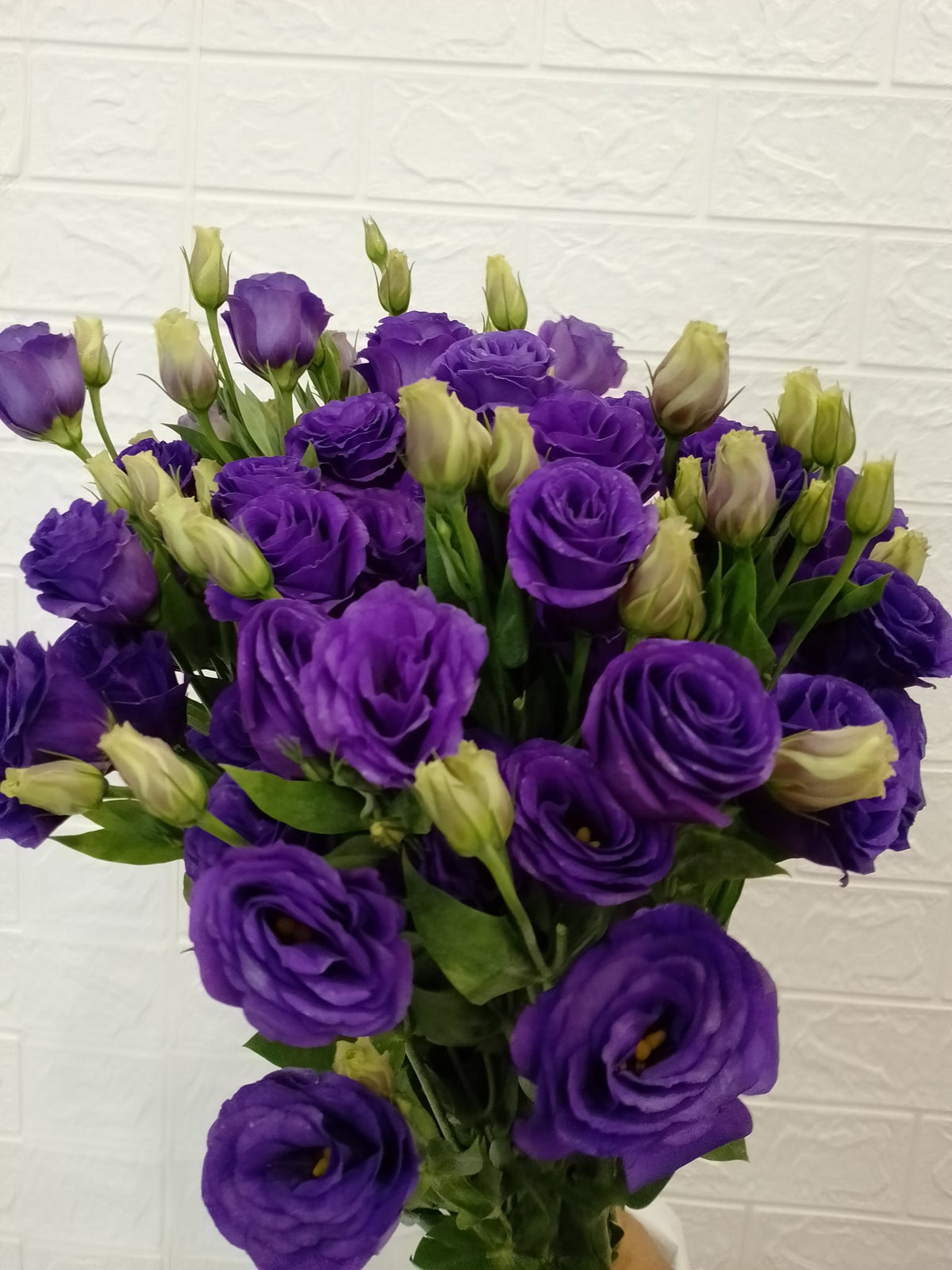 洋桔梗（紫色） Eustoma (Purple), flower photo