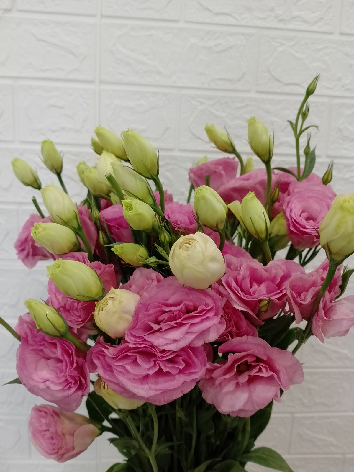 洋桔梗（阳光粉／樱花粉） Eustoma (Sunshine Pink / Sakura Pink), flower photo