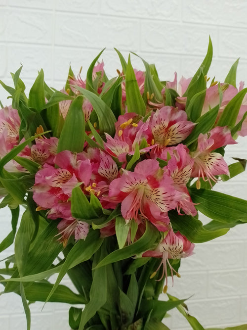 水仙百合（粉色） Alstroemeria (Pink), flower photo