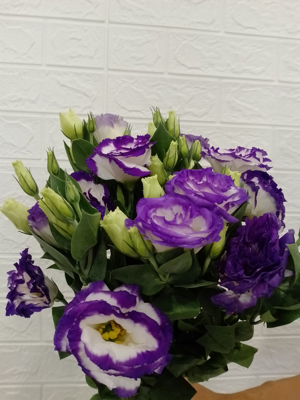 洋桔梗（紫白） Eustoma (Purple & White), flower photo