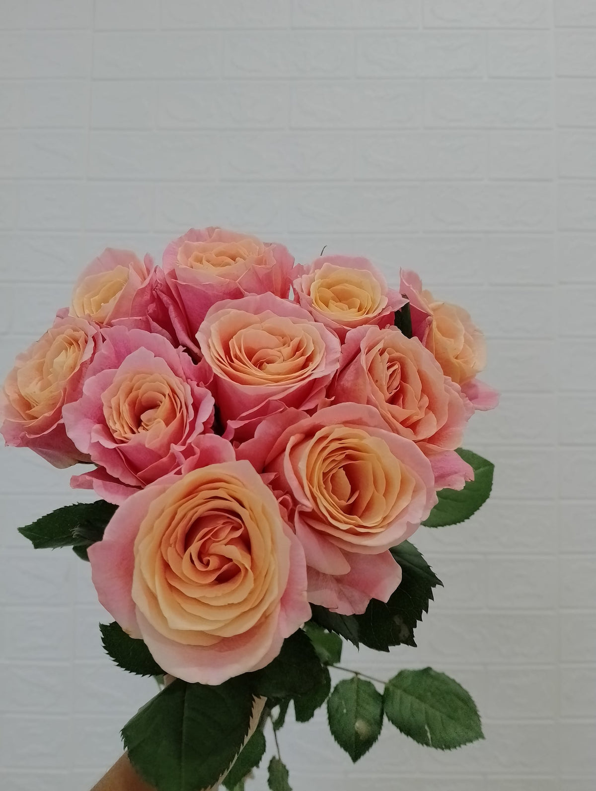 猪小姐玫瑰 Miss Piggy Rose, flower photo