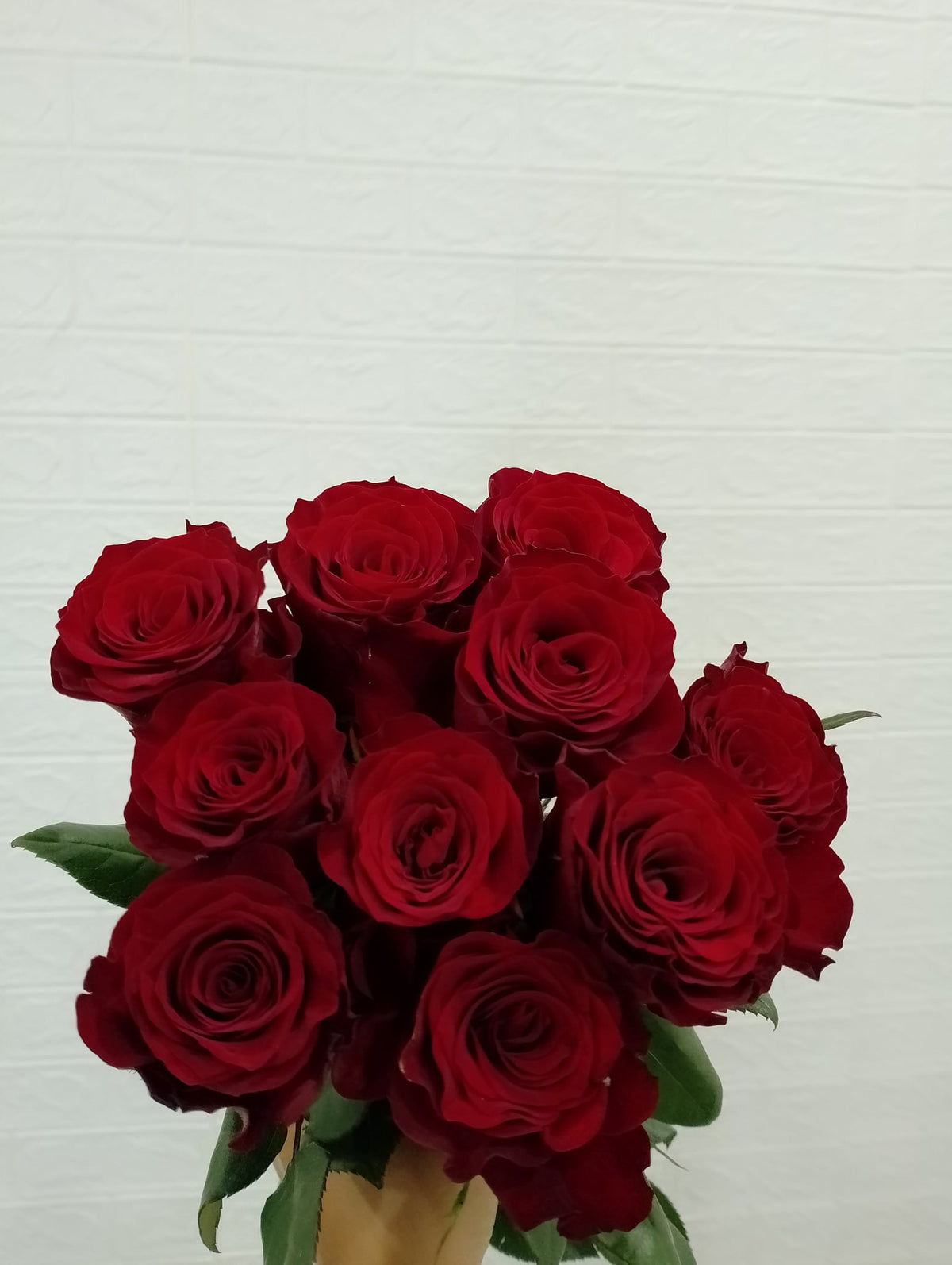 高原红玫瑰 Plateau in Red Rose, flower photo