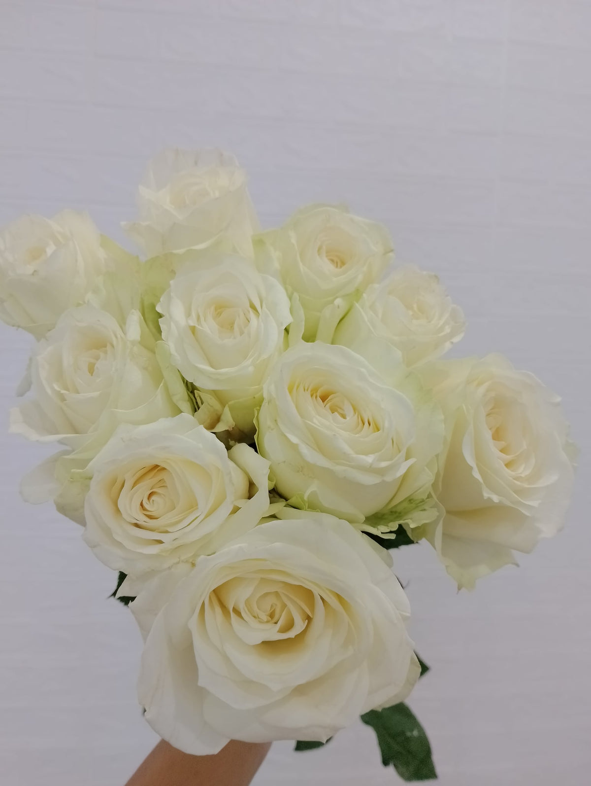 白玫瑰／雪山玫瑰／芬得拉玫瑰 White Rose / Avalanche Rose / Vendela Rose, flower photo