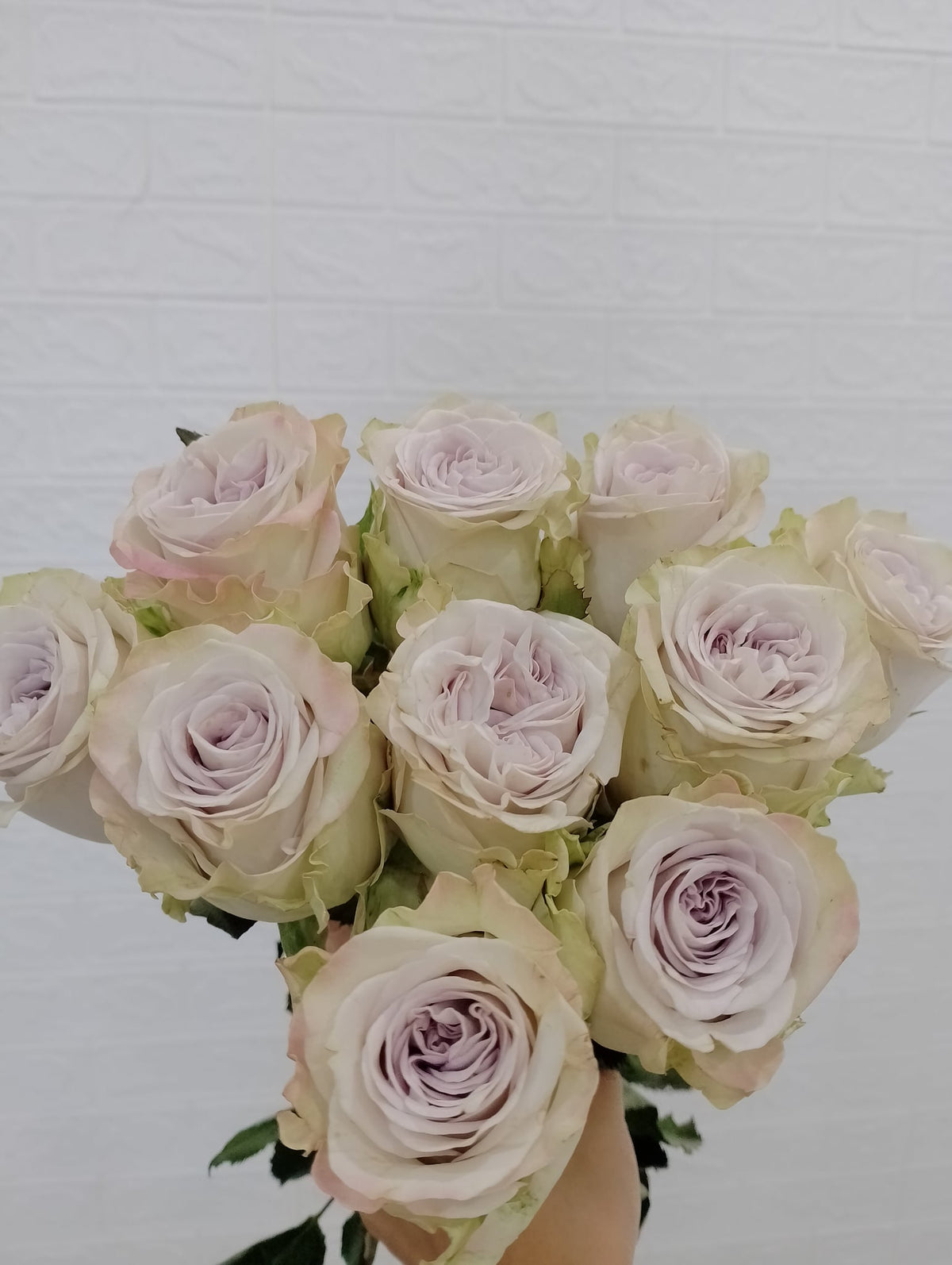 冷美人玫瑰／海洋之歌玫瑰 Lavender Mascara Rose / Ocean Song Rose, flower photo