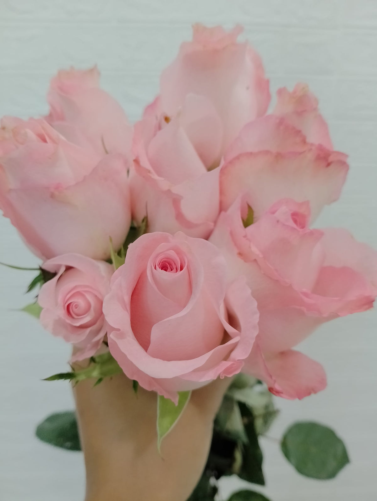 戴安娜玫瑰 Diana Rose, flower photo