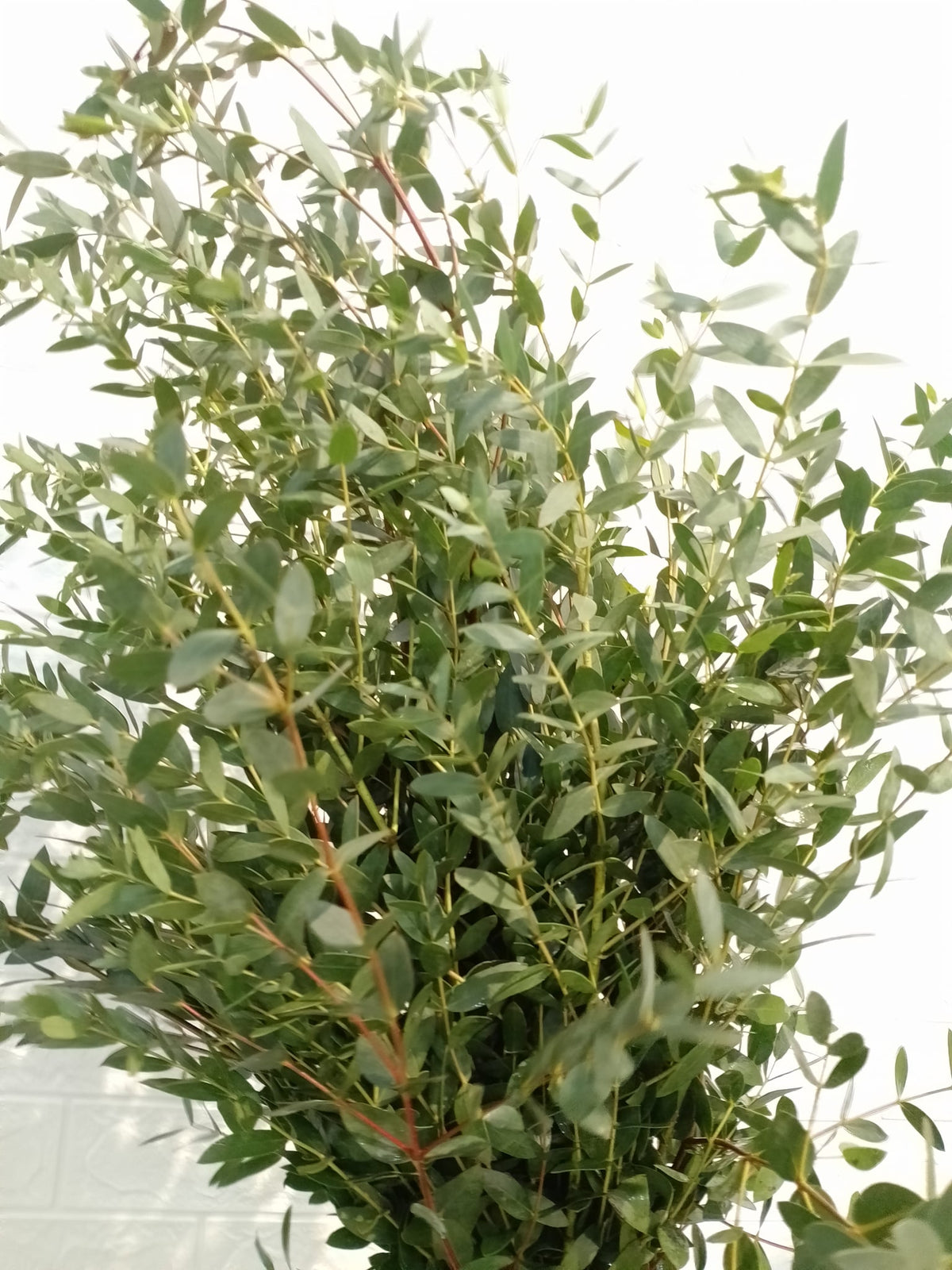 迷你小叶尤加利 Mini Eucalyptus, flower photo