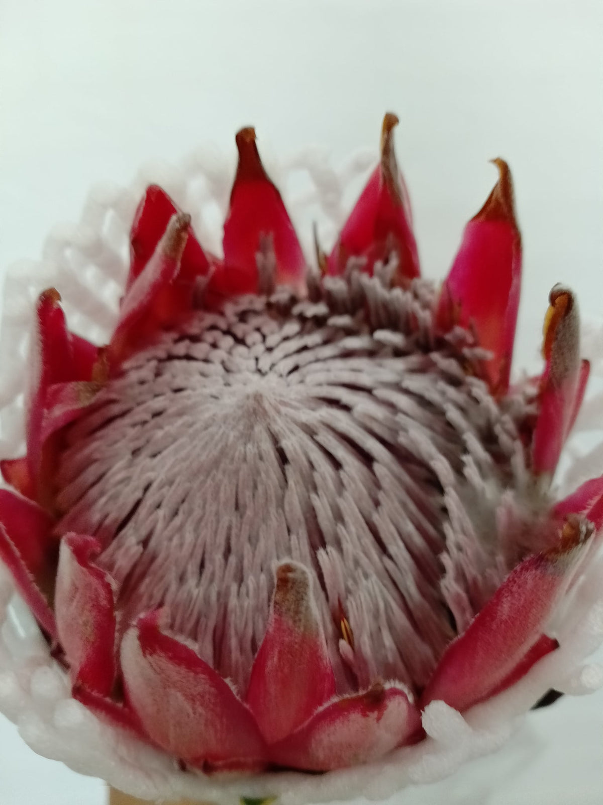 小公主帝王花 Princess Protea, flower photo