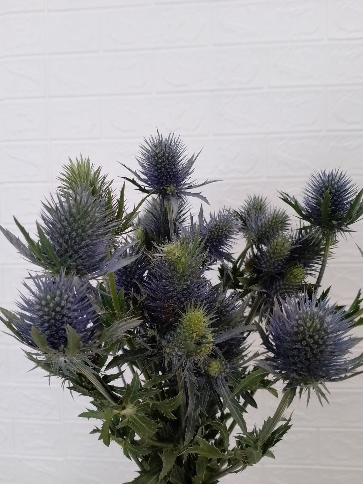 刺芹／海胆 Magnetar Eryngium / Eryngium Planum (Sea Holly), flower photo