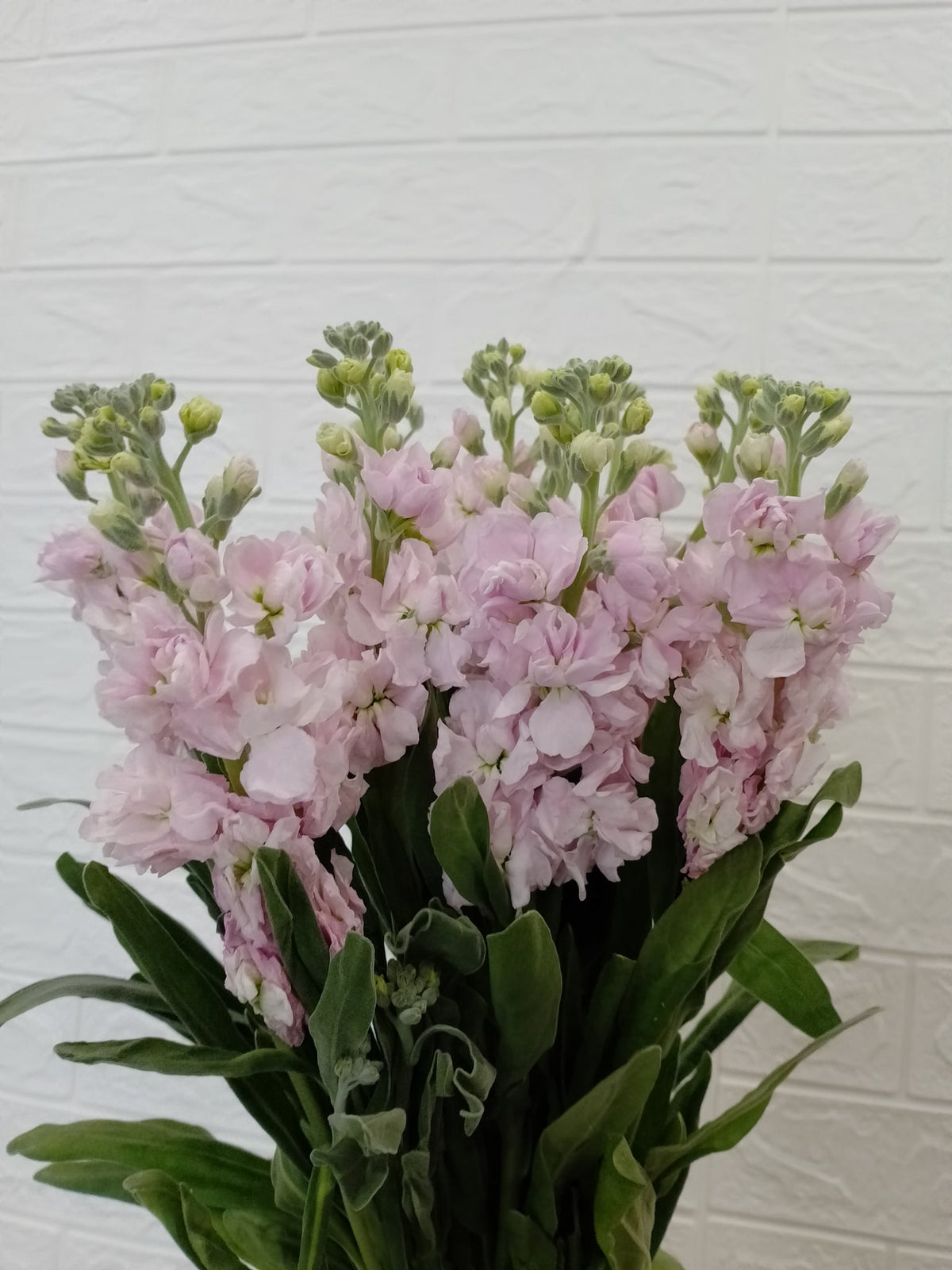 紫罗兰（浅粉） Stock (Matthiola) (Light Pink), flower photo