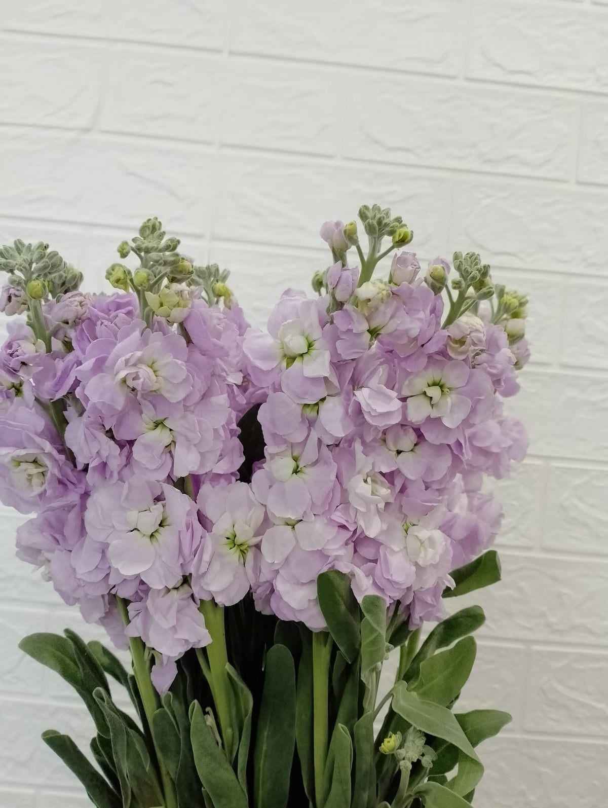 紫罗兰（浅紫） Stock (Matthiola) (Light Purple), flower photo