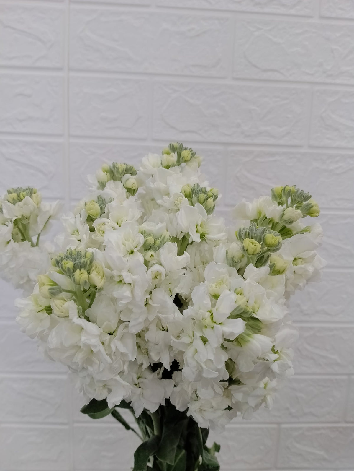 紫罗兰（白色） Stock (Matthiola) (White), flower photo