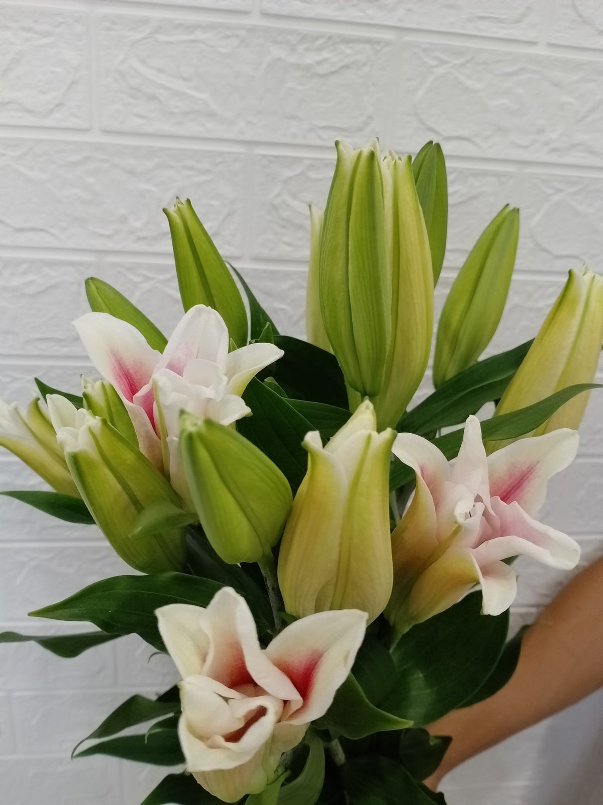 莎宝娜百合 Sorbonne Lily, flower photo