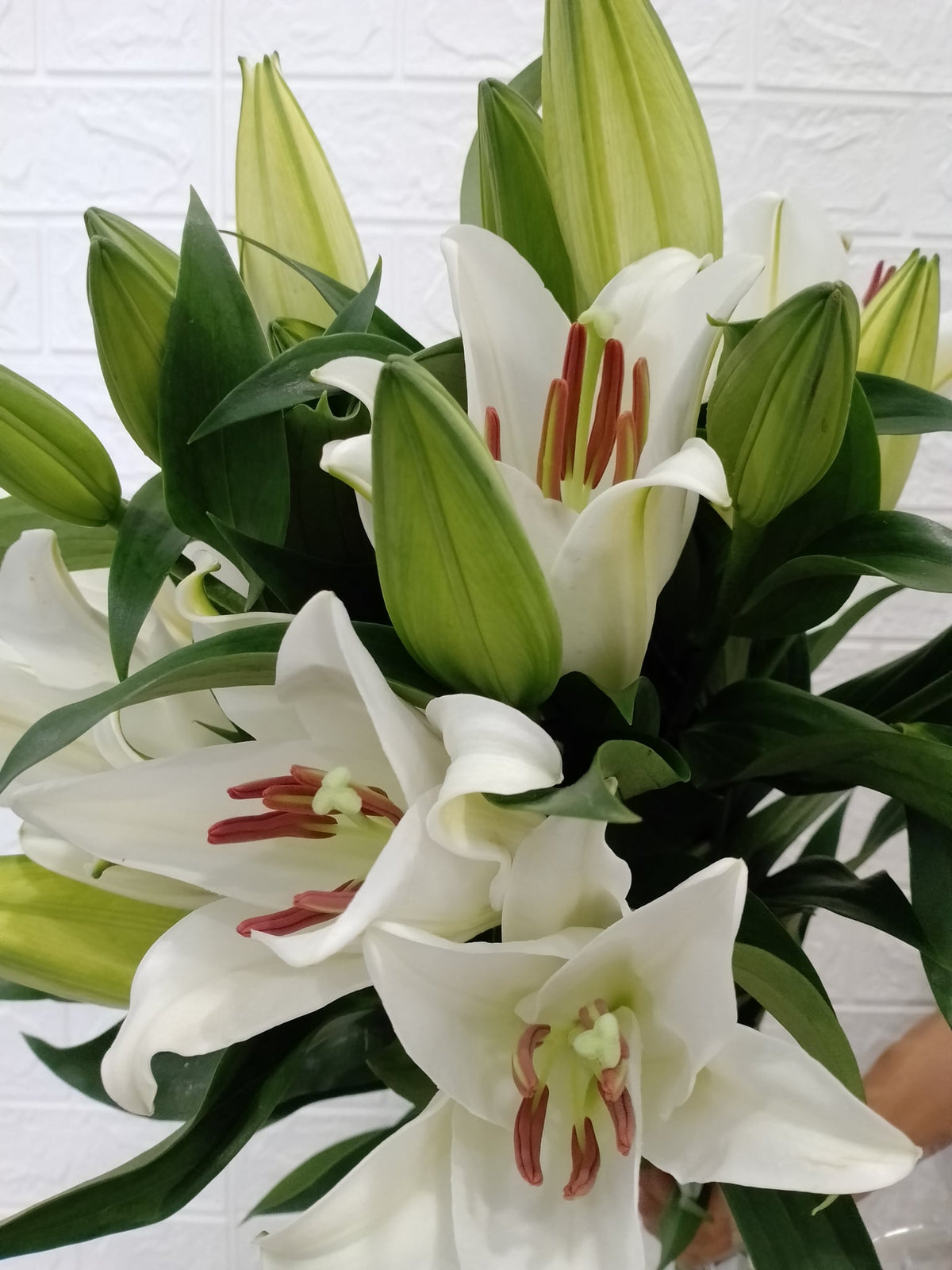 西伯利亚百合 Siberia Lily, flower photo