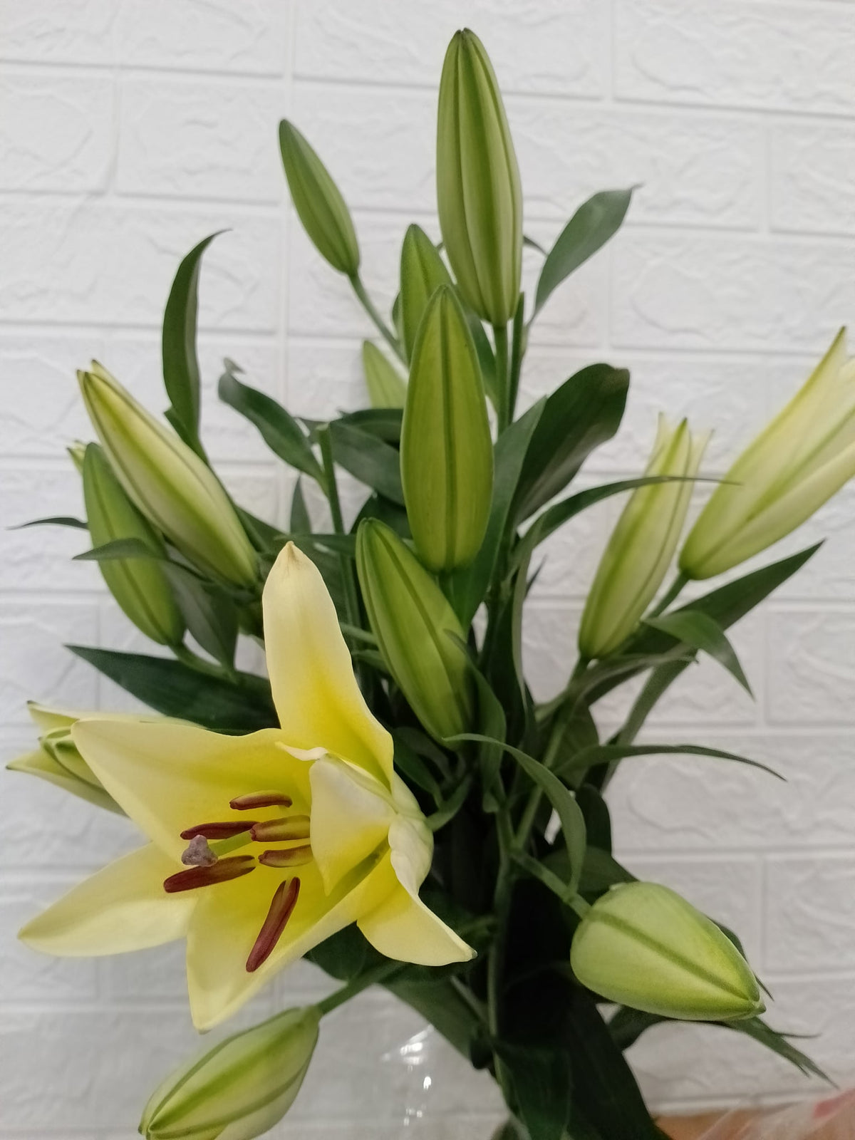 绝代双骄百合 Manissa Lily, flower photo