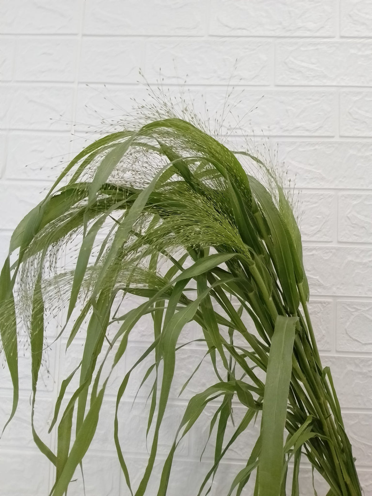 喷泉草 Fountain Grass, flower photo