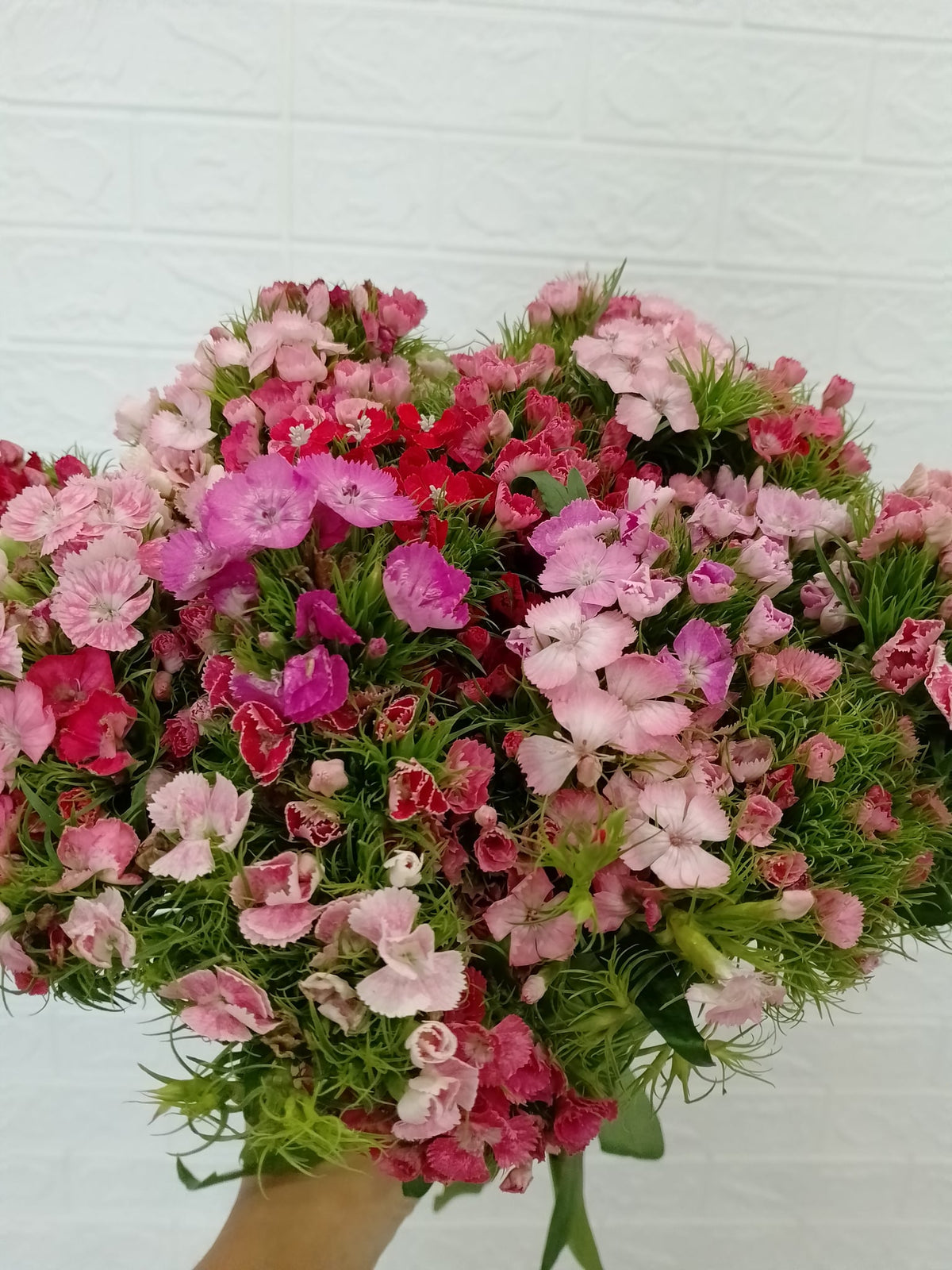 石竹梅 Sweet William, flower photo