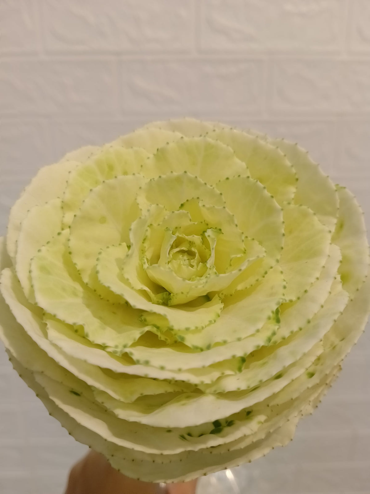叶牡丹（白色） Ornamental Cabbage (Brassica) (White), flower photo