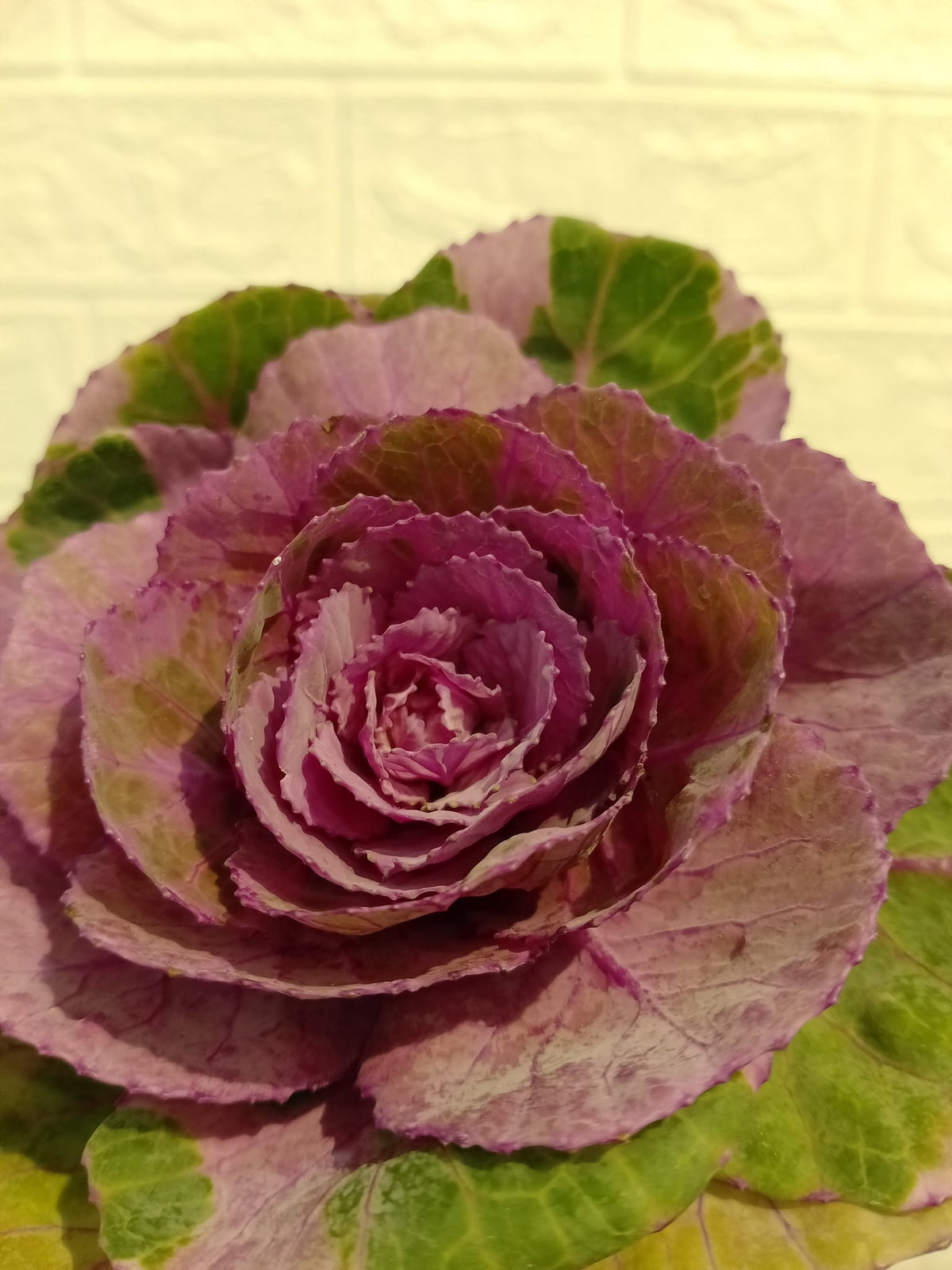 叶牡丹（紫色） Ornamental Cabbage (Brassica) (Purple), flower photo
