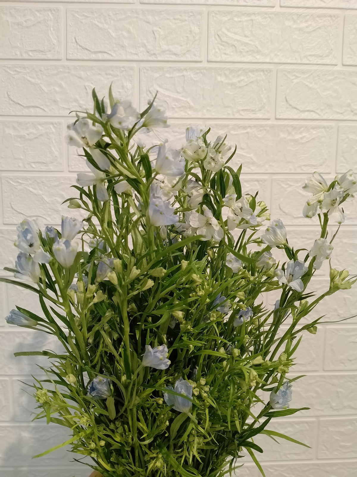 大飞燕（浅蓝色）／小飞燕（浅蓝色） Belladonna Delphinium (Light Blue) / Delphinium Elatum (Light Blue), flower photo