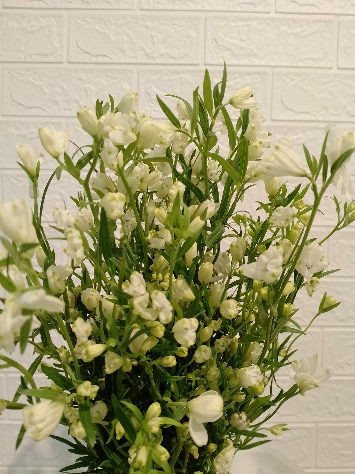 小飞燕（白色） Delphinium Elatum (White), flower photo