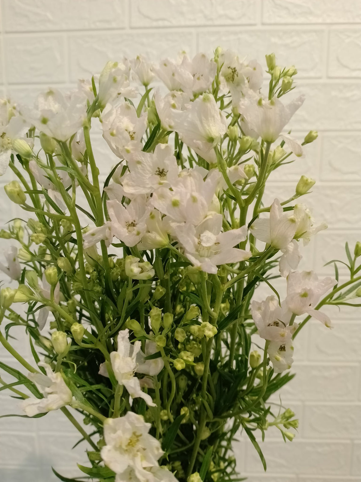 大飞燕（白色） Belladonna Delphinium (White), flower photo