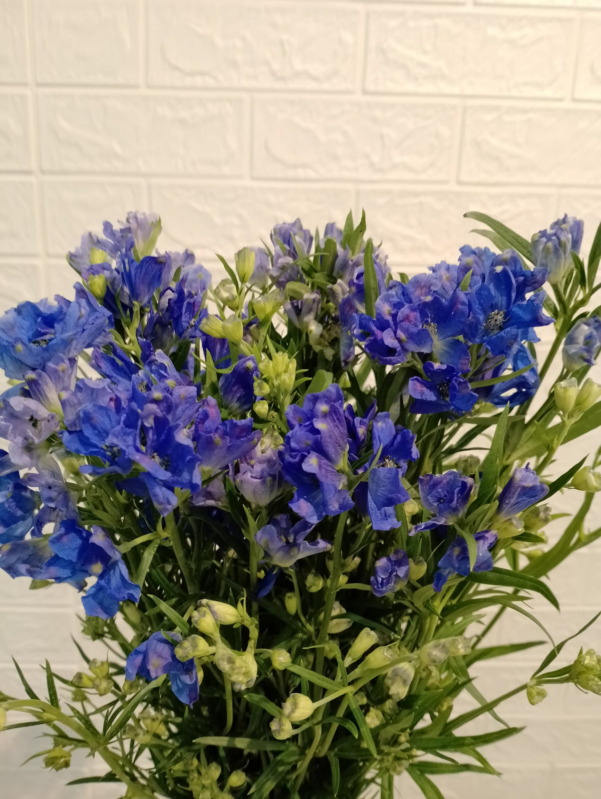 小飞燕（深蓝色） Delphinium Elatum (Dark Blue), flower photo