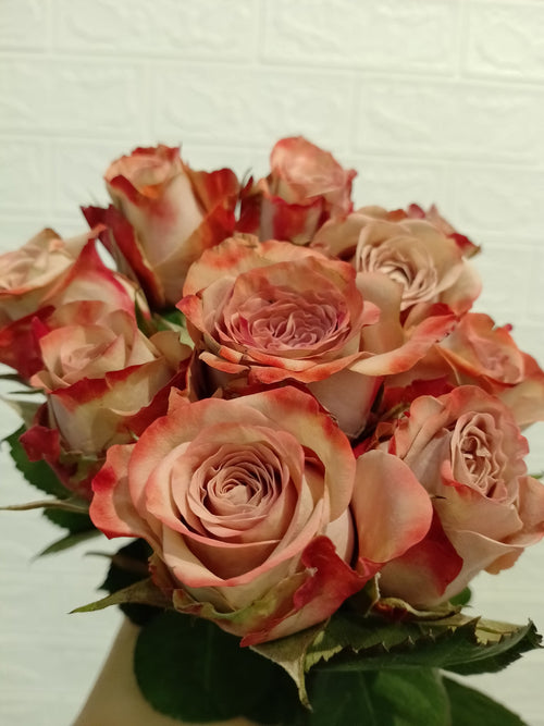 卡布奇诺玫瑰 Cappuccino Rose, flower photo