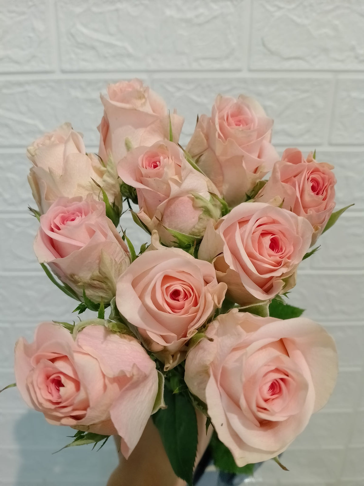 蜜桃雪山玫瑰 Peach Avalanche Rose, flower photo