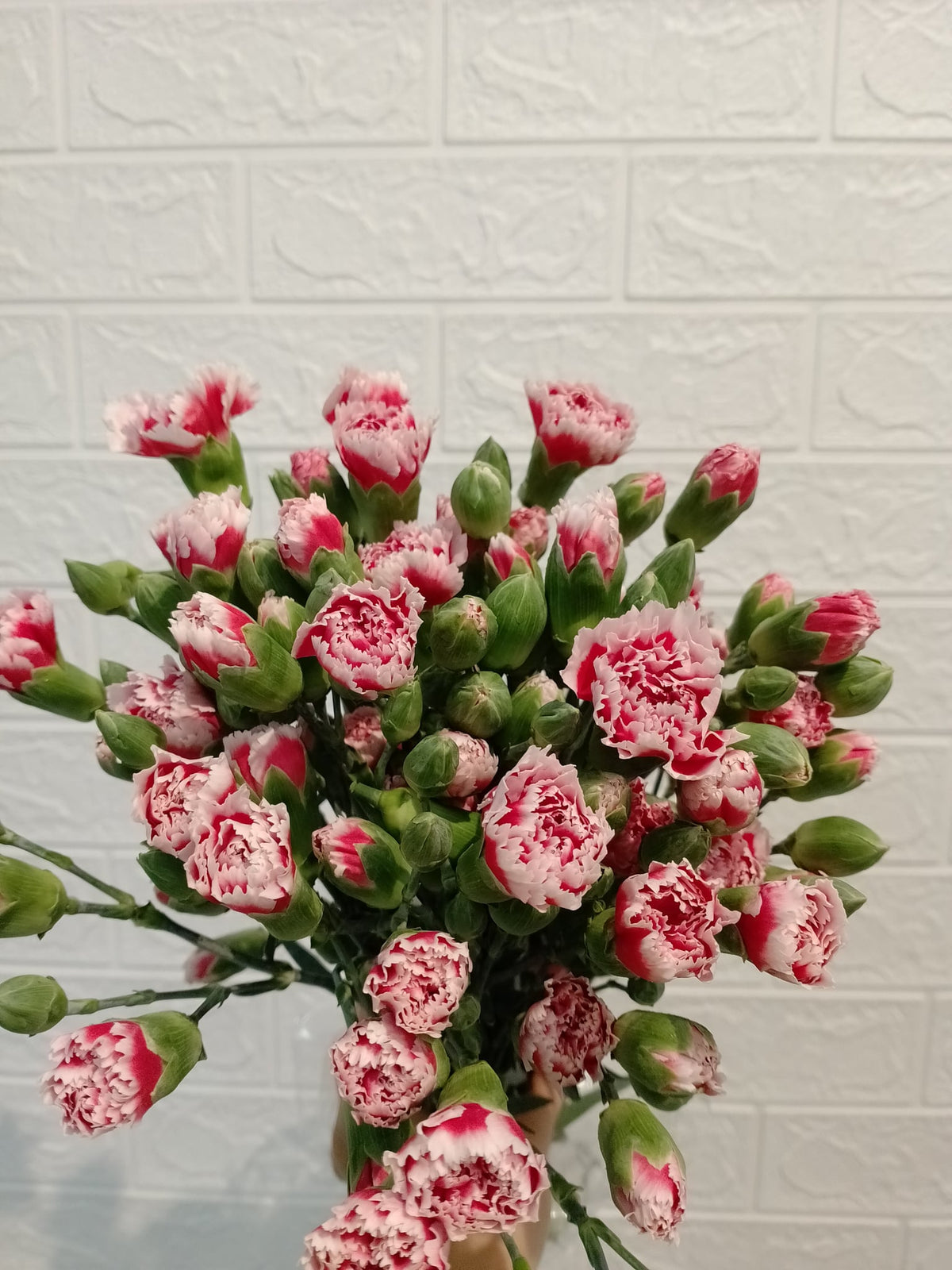斯佳丽小丁 Scarlett Spray Carnation, flower photo