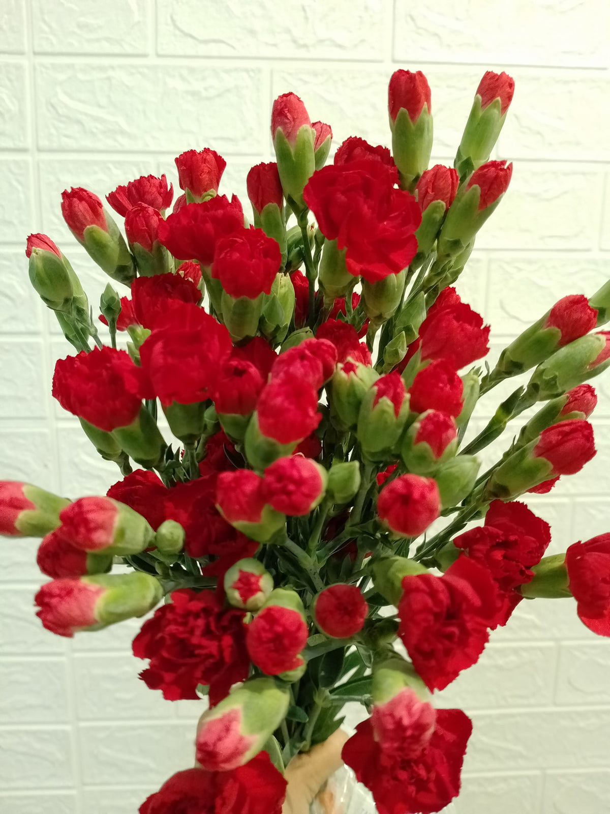 多头康乃馨（红色） Spray Carnation (Red), flower photo