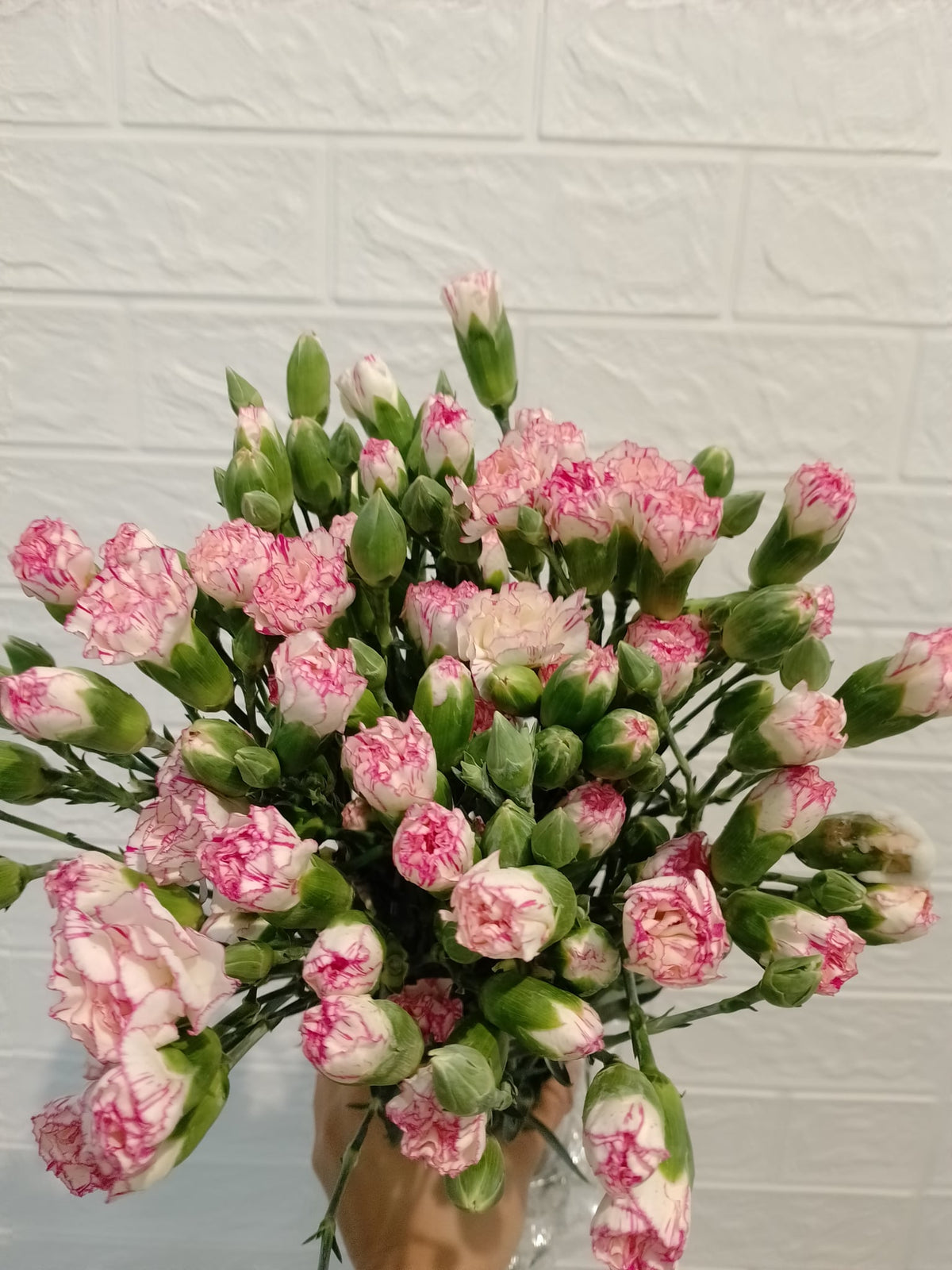 多头康乃馨（浅粉） Spray Carnation (Light Pink), flower photo