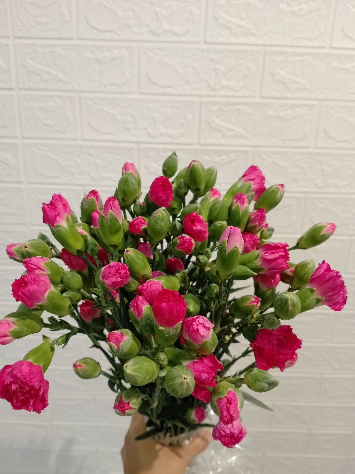 多头康乃馨（桃红） Spray Carnation (Hot Pink), flower photo