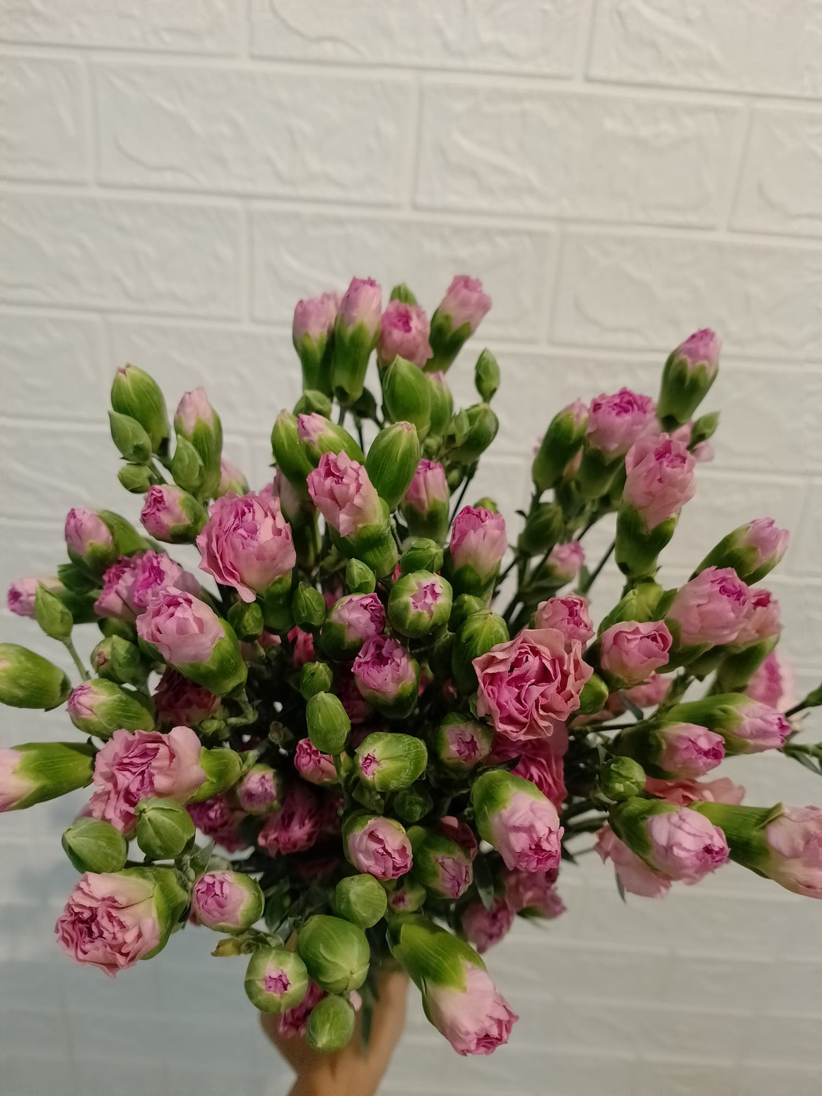 多头康乃馨（深粉） Spray Carnation (Dark Pink), flower photo