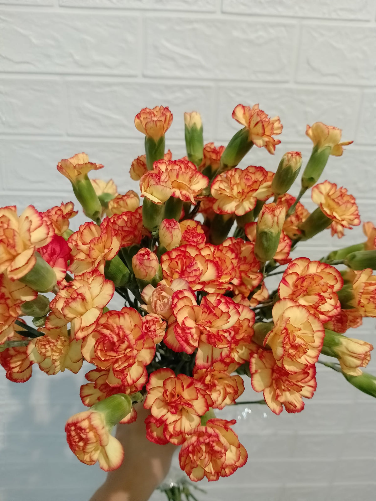 桑巴小丁 Samba Spray Carnation, flower photo