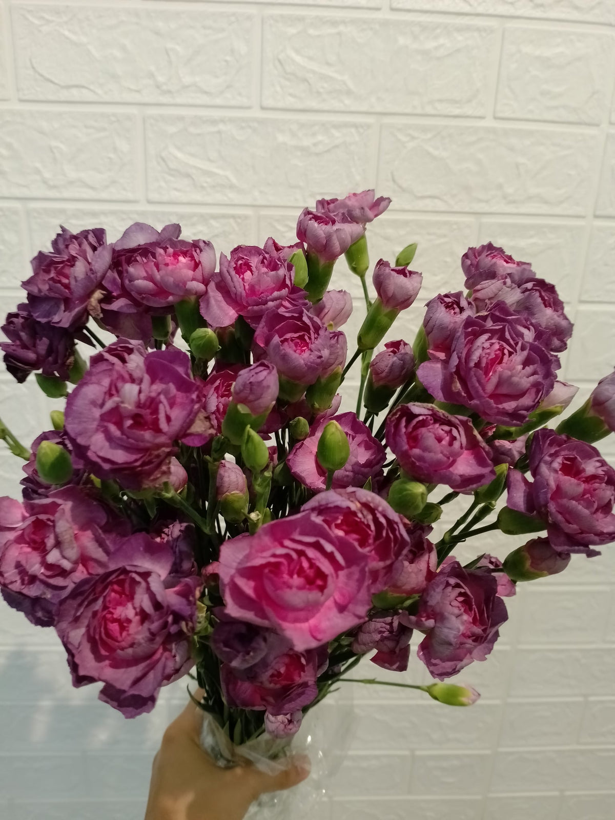 多头康乃馨（紫色） Spray Carnation (Purple), flower photo