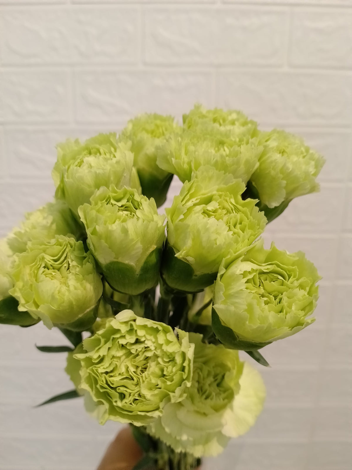 单头康乃馨（绿色） Standard Carnation (Green), flower photo