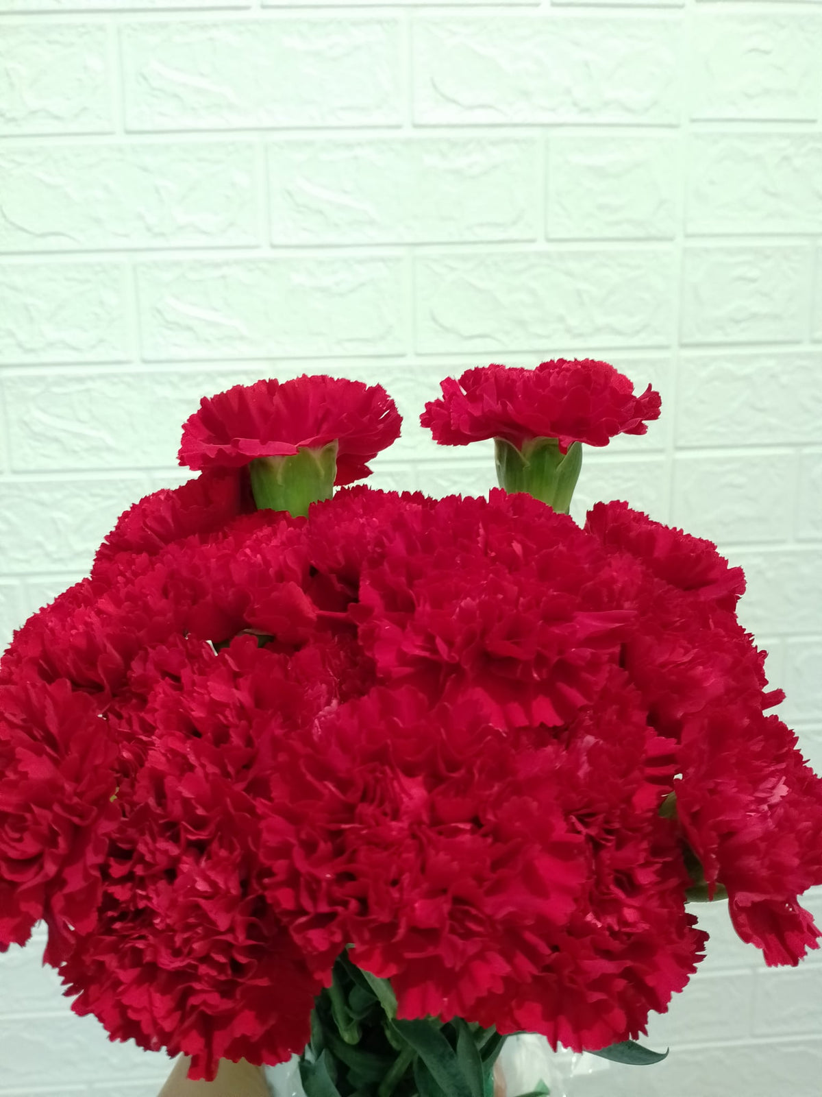 红色大丁 Master Carnation (Red), flower photo