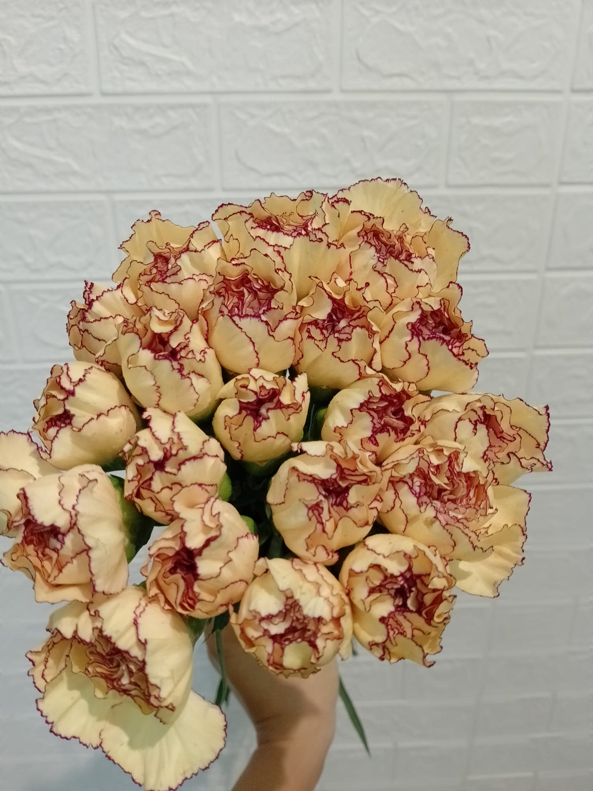 奶油大丁 Cream Carnation, flower photo