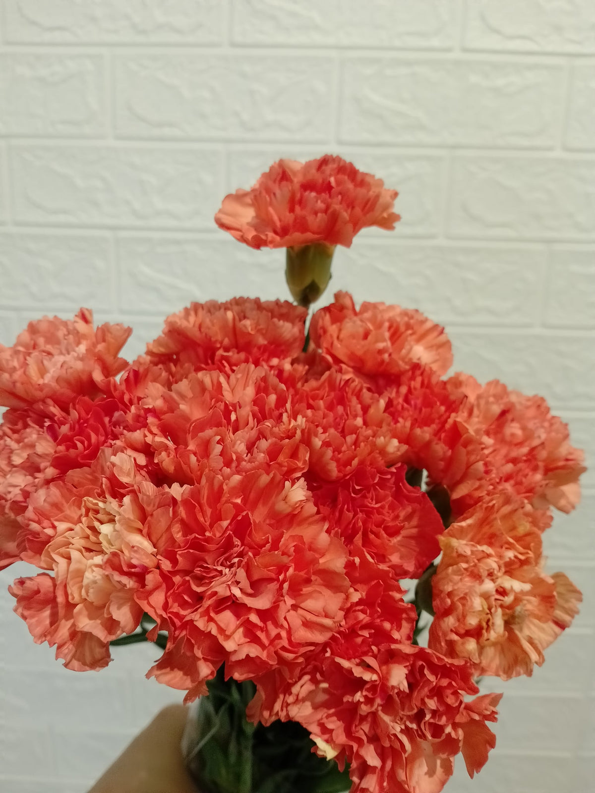 马卡龙大丁（鲑鱼橙）／橙忆大丁 Macaron Carnation (Salmon Orange) / Orange Memories Carnation, flower photo