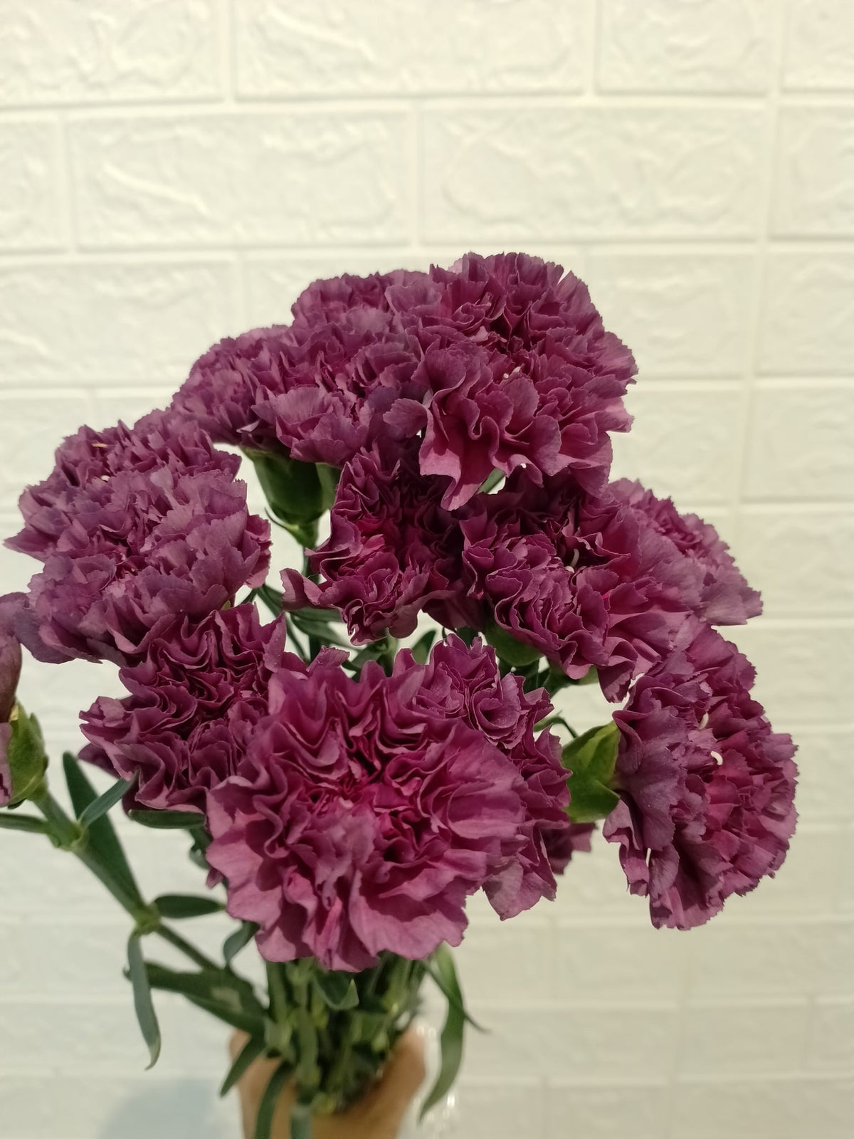 紫水晶大丁 Dark Purple Carnation, flower photo