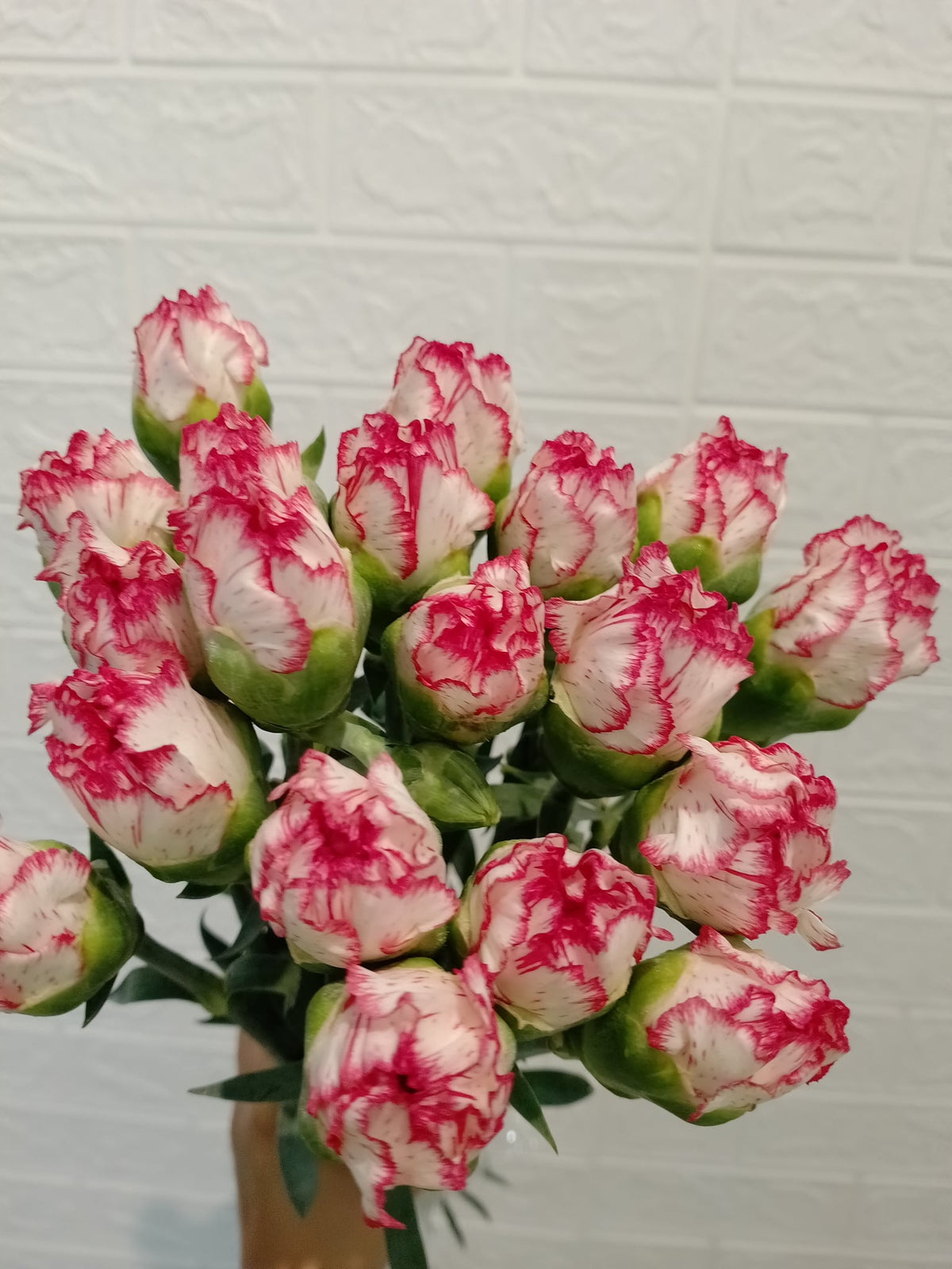 伊人大丁 White and Red Carnation, flower photo