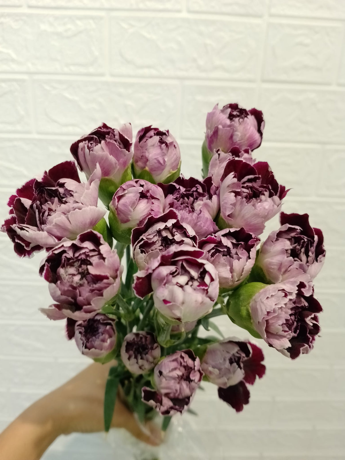 飞蝶大丁 White and Violet Carnation, flower photo