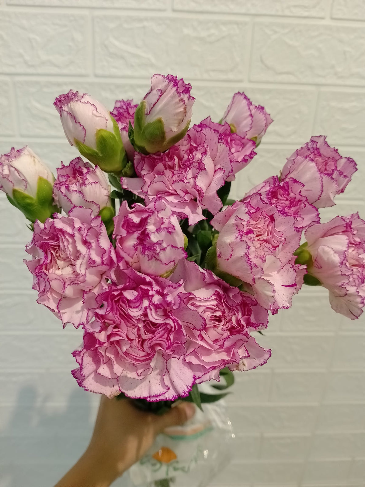 马卡龙大丁（香芋紫） Macaron Carnation (Taro Purple), flower photo