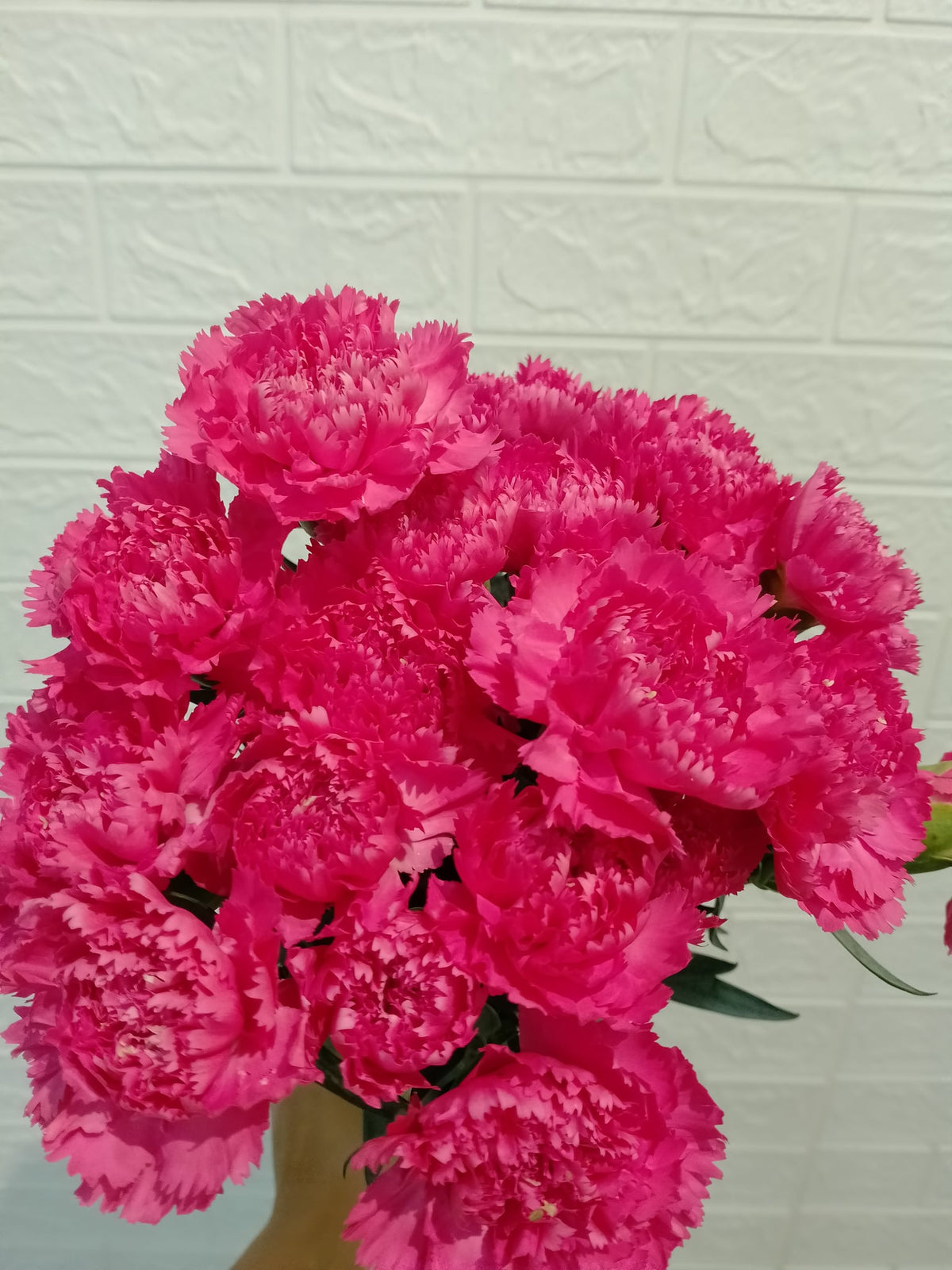 小桃红大丁 Tonic Carnation, flower photo