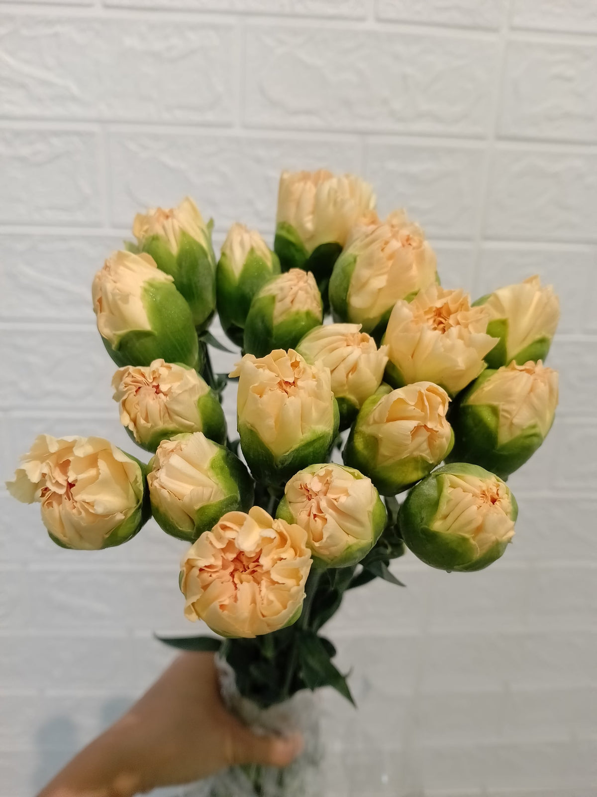 香槟大丁 Champagne Carnation, flower photo