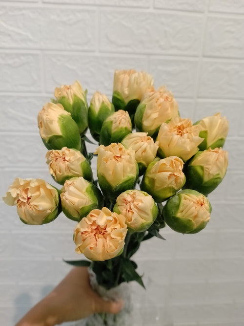 香槟大丁 Champagne Carnation, flower photo